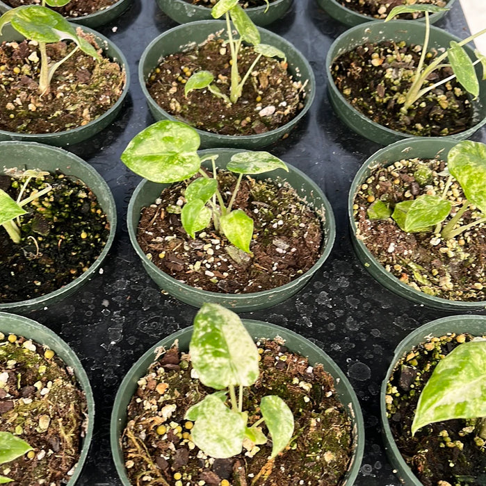 Alocasia macrorrhizos camouflage variegated