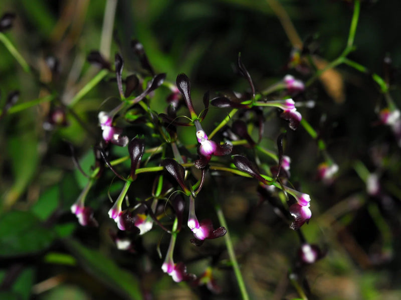 Epidendrum melanoporphyreum