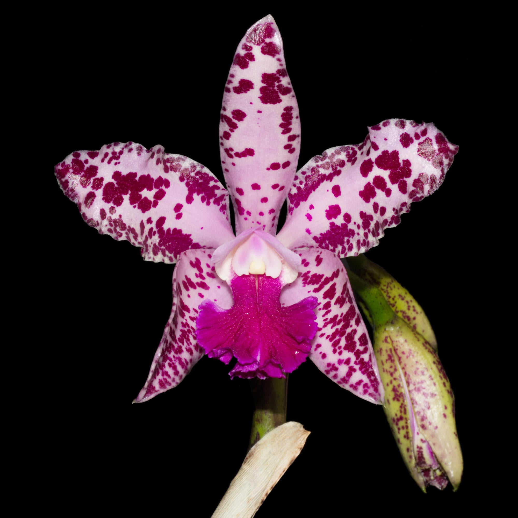 【花咲くピンクアメジスト】 ザクザク結晶ポイント／大型1372g✨レア Cattleya amethystoglossa 'Pink' x' Big' — Ecuagenera California