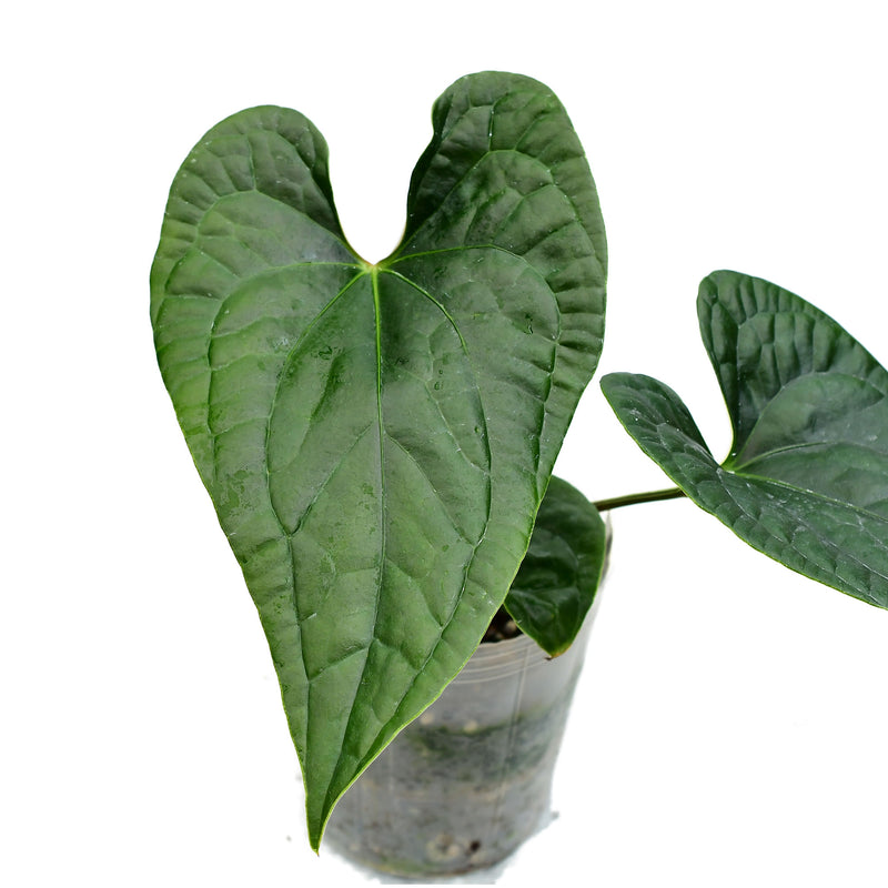 Anthurium sagittatum Esmeralda x Anthurium luxurians