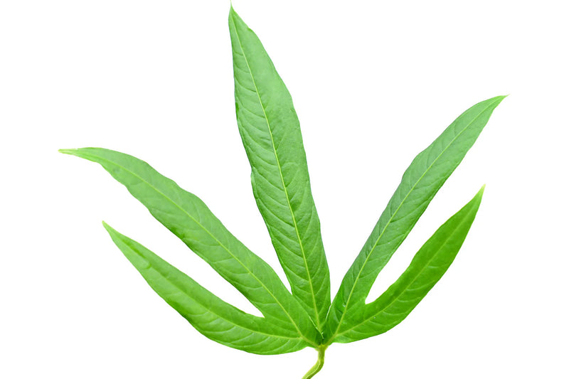 Anthurium angustisectum