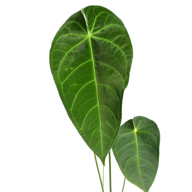 Anthurium magnificum x Anthurium queremalense