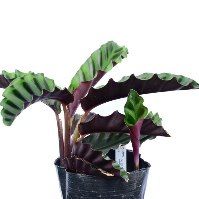 Calathea gandersii