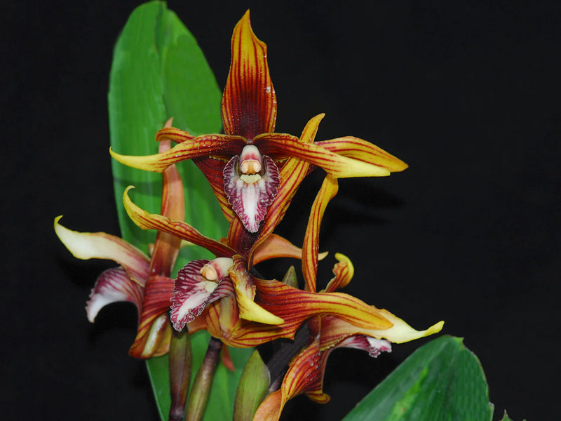Maxillaria striata f. red