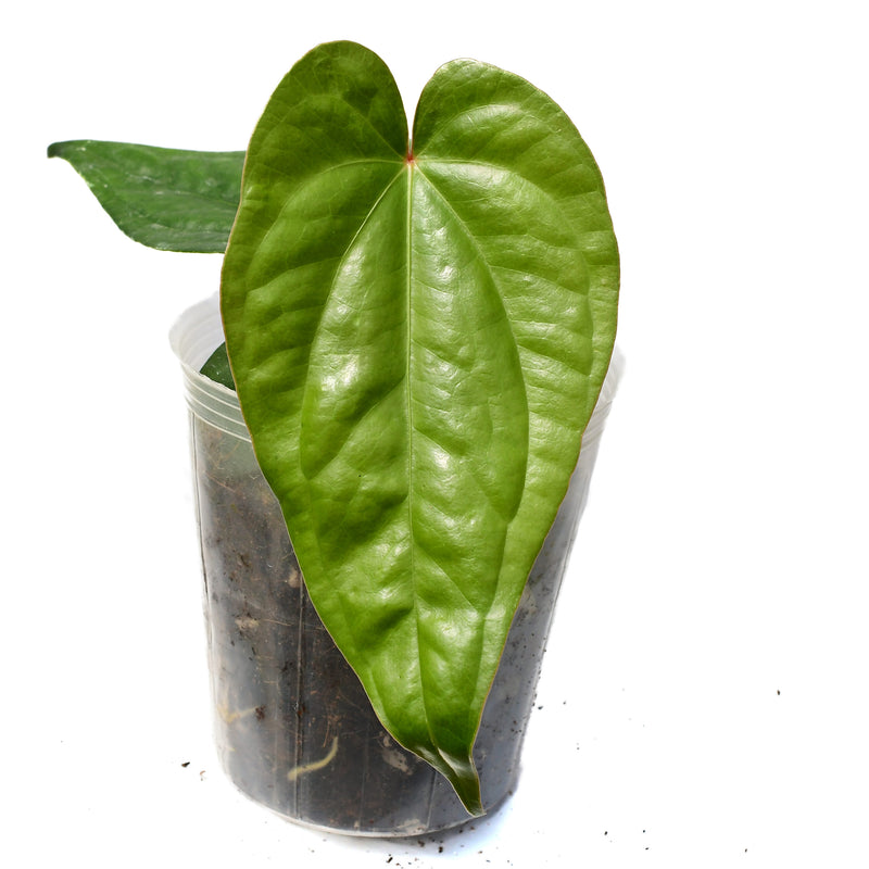 Anthurium Esmerald Beast