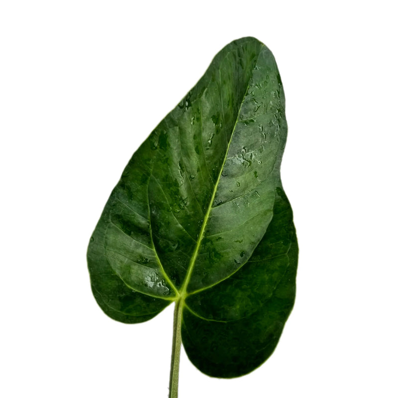 Anthurium michelii