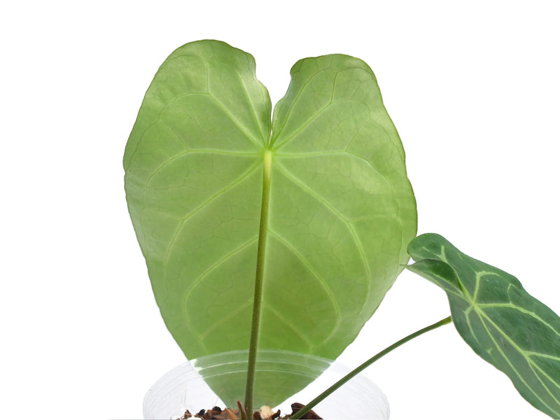 Anthurium Nexus
