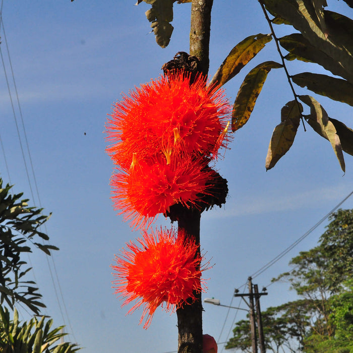 Brownea macrophylla