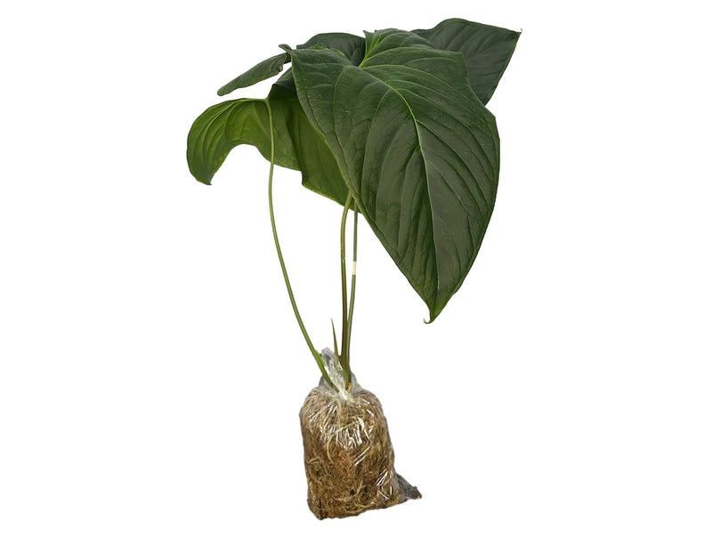 Anthurium Espíritu de Montaña