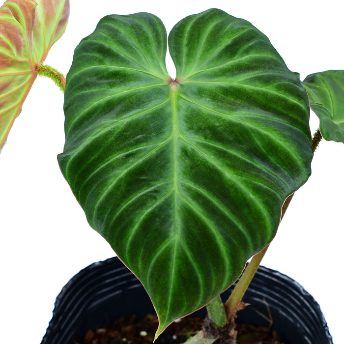 Philodendron Monkey tail