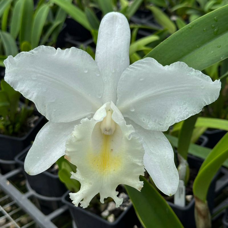 Cattleya Monita Andina