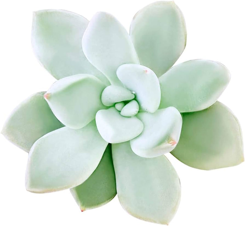 Pachyphytum Haagei-Jewel Plant  1g