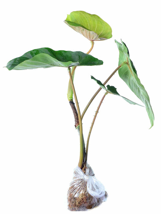 Philodendron fibrosum