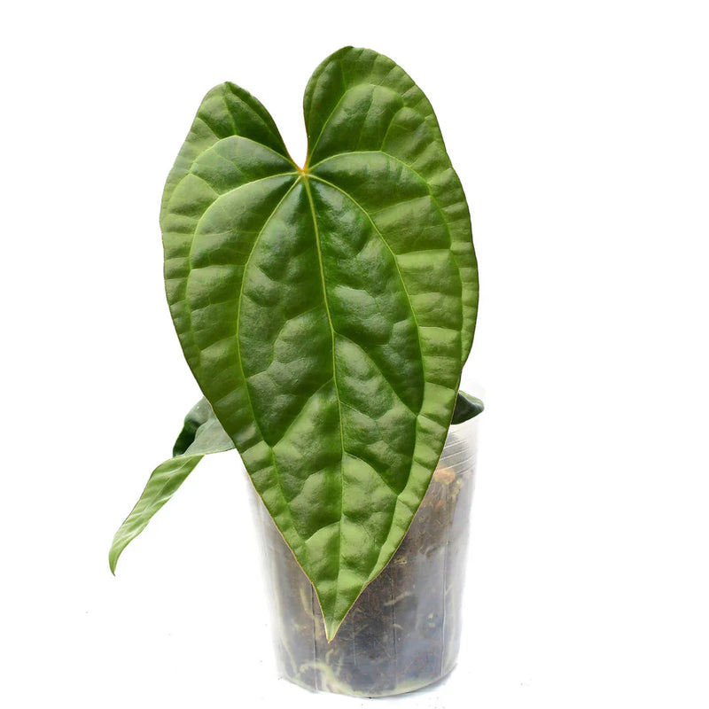 Anthurium Raven Soul 'Inverse crossing'