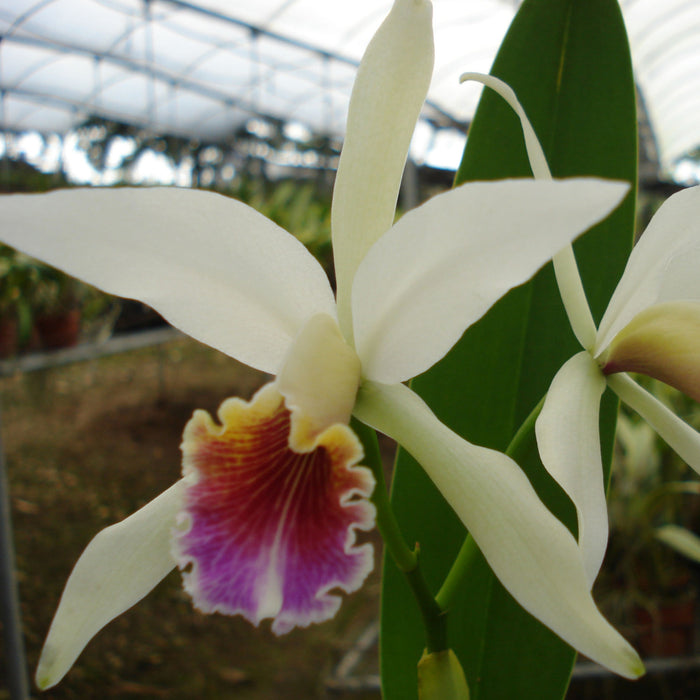 Cattleya Arcadio Arosemena