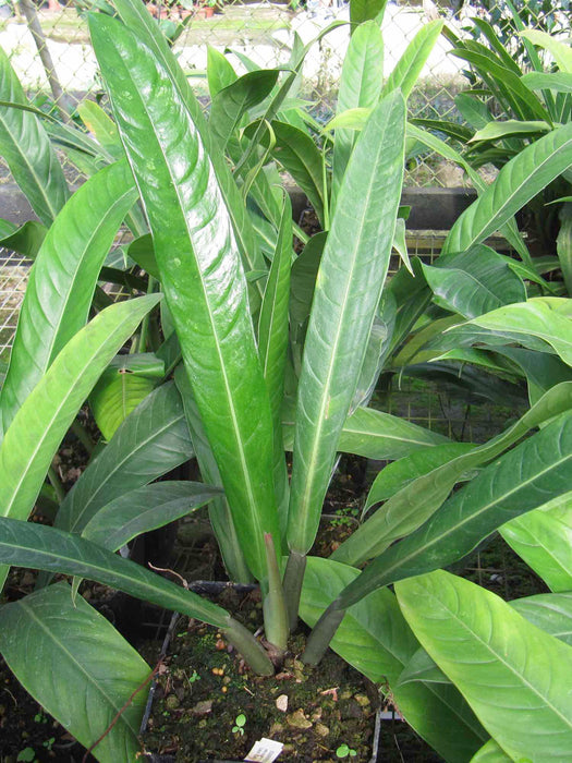 Philodendron acutifolium