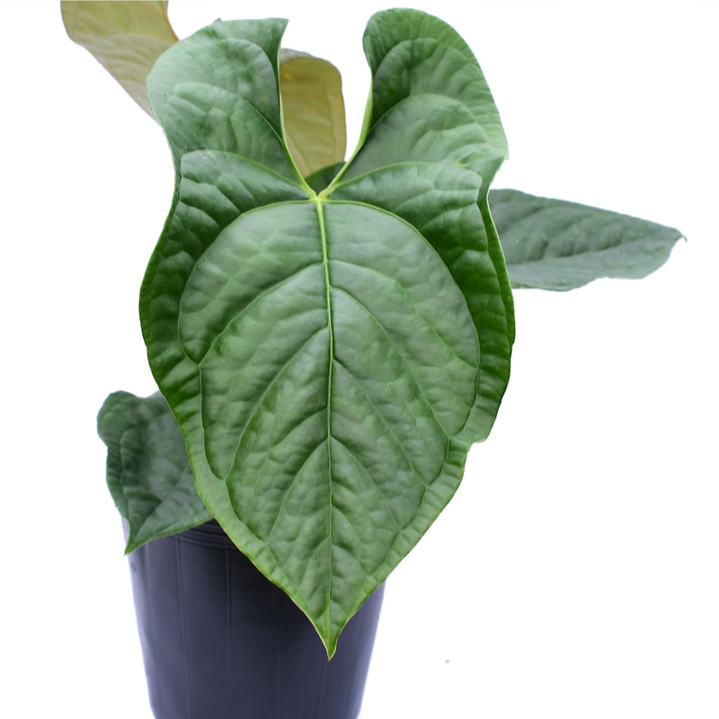 Anthurium Celestial Vine