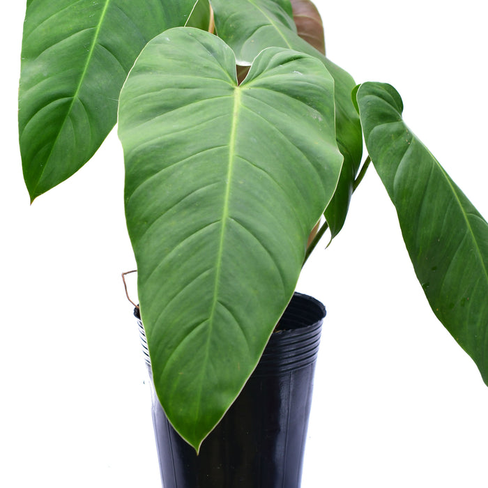 Philodendron quelali round x Philodendron spiritu sancti