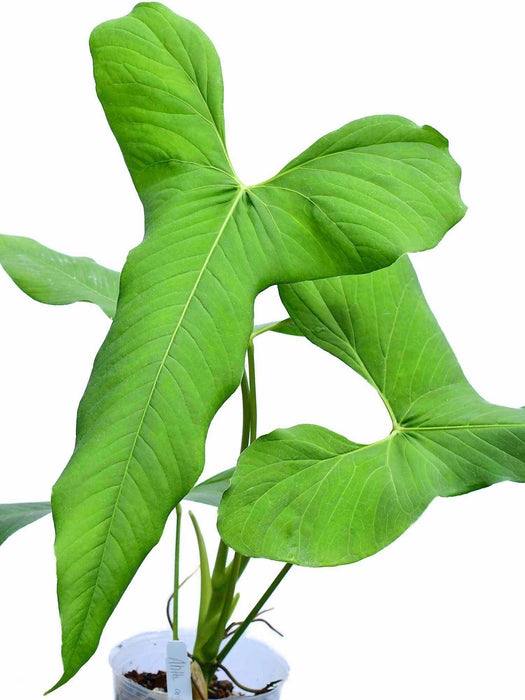 Anthurium argyrostachyum 'Yasuni'