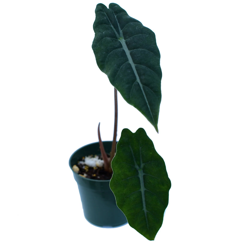 Alocasia x chantrieri - seedling