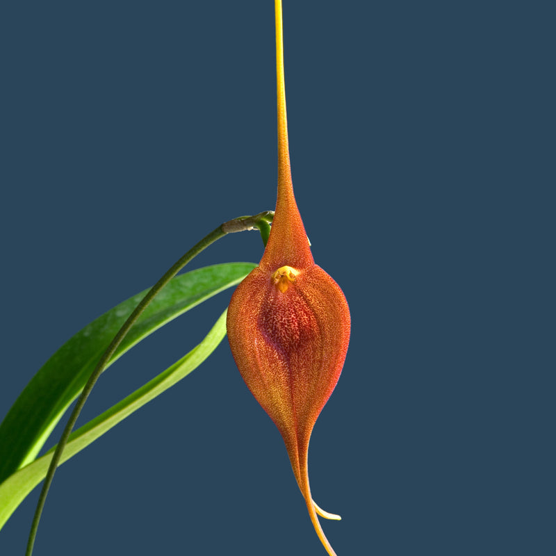 Masdevallia ayabacana