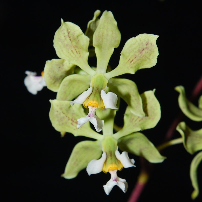 Encyclia granitica