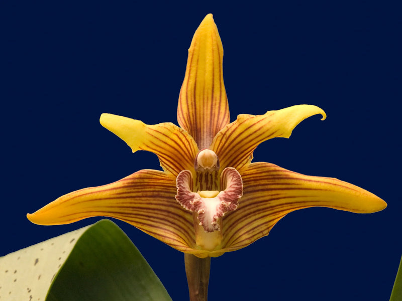 Maxillaria striata 'Golden'