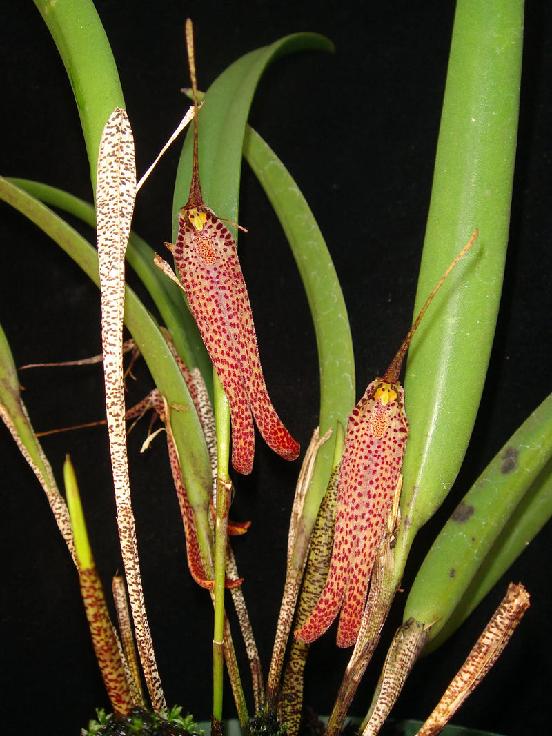 Restrepia chocoensis
