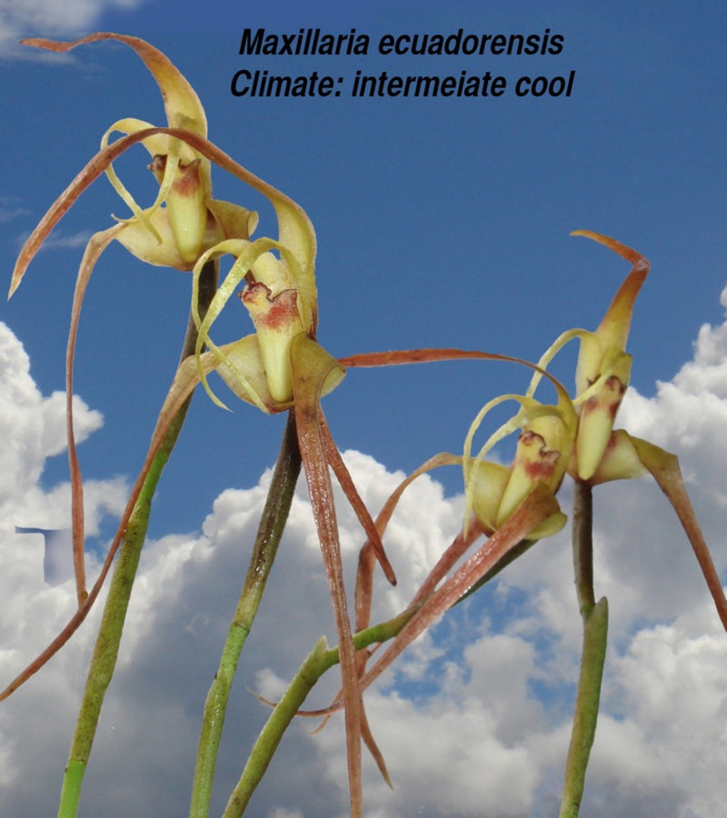 Maxillaria ecuadorensis