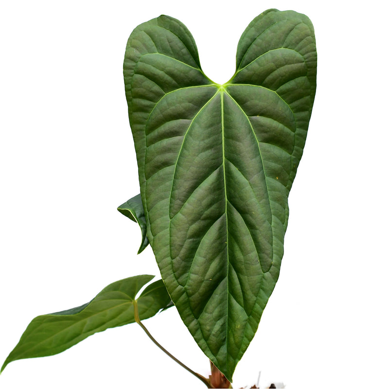 Anthurium Jungle Dreams x Anthurium nigrolaminum 'Gigi'