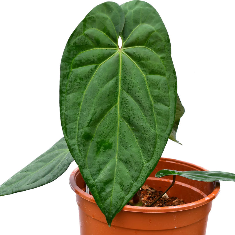 Anthurium Amazon Fox