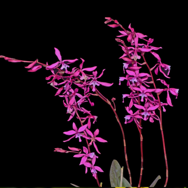 Oncidium beyrodtioides