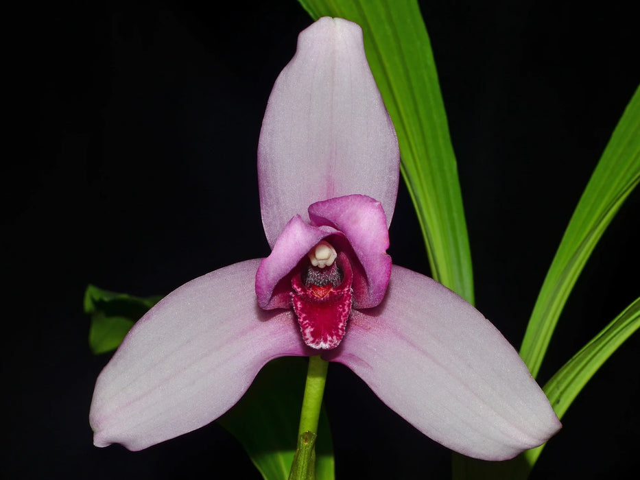 Lycaste guatemalensis