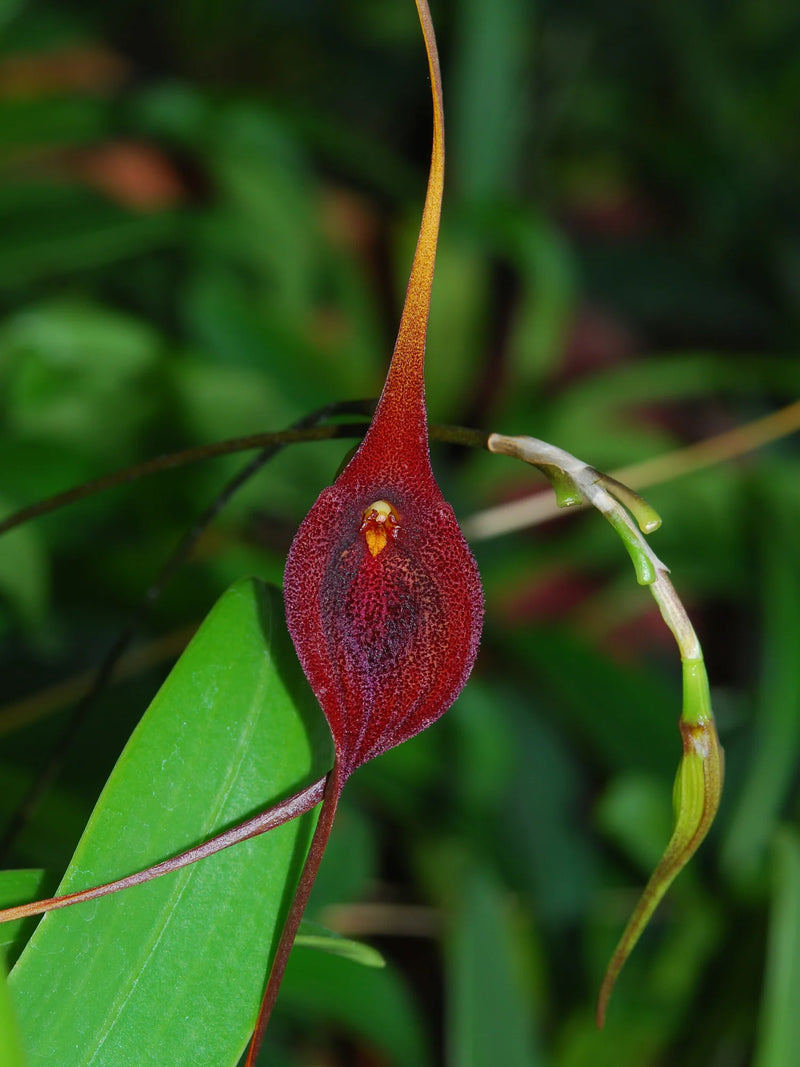 Masdevallia goliath