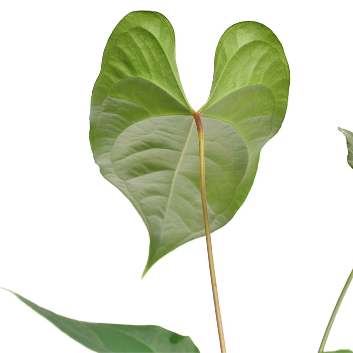 Anthurium insigne 'Paradise' x Anthurium forgetii 