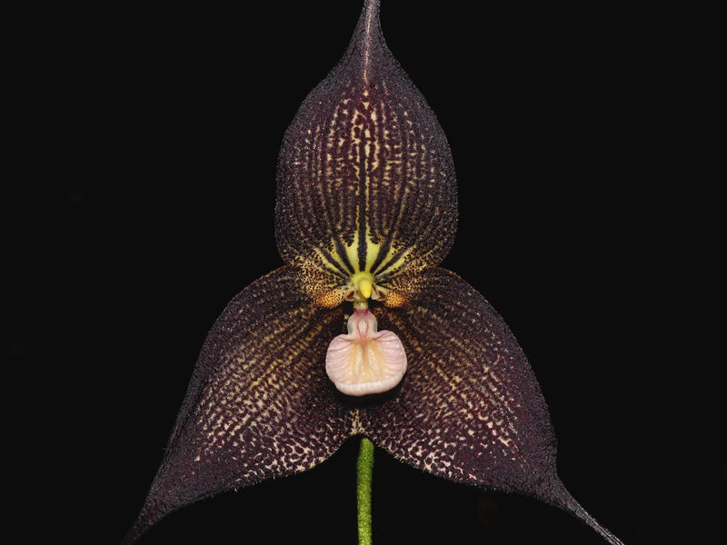 Dracula Raven 'Ivan'