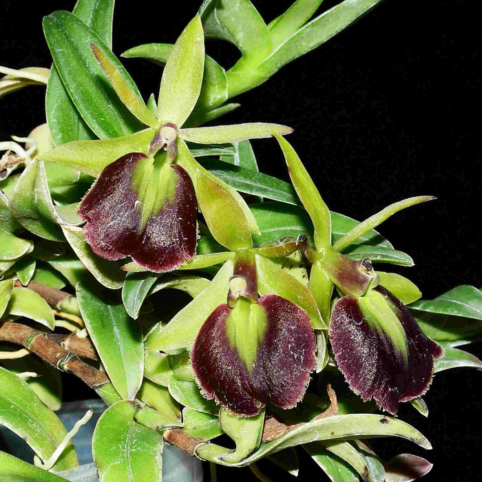 Epidendrum Panama Ruby