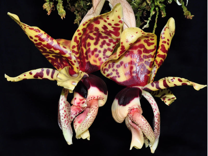 Stanhopea tigrina