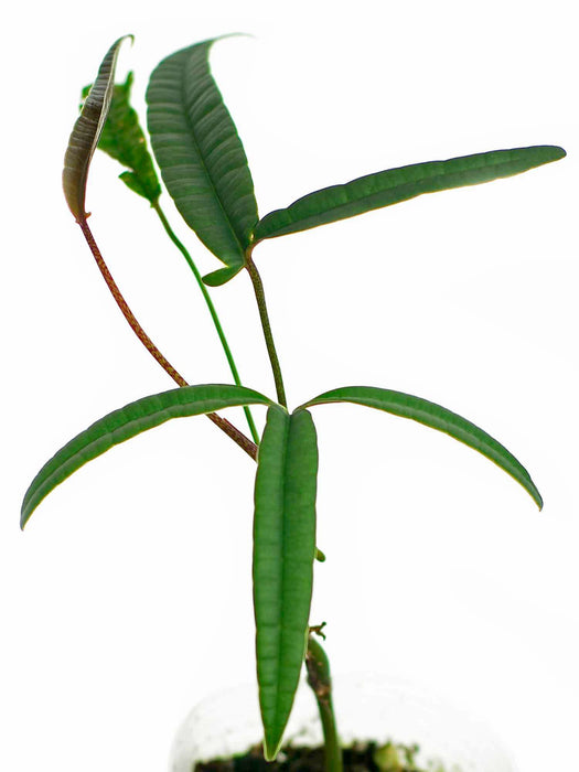 Anthurium cutucuense