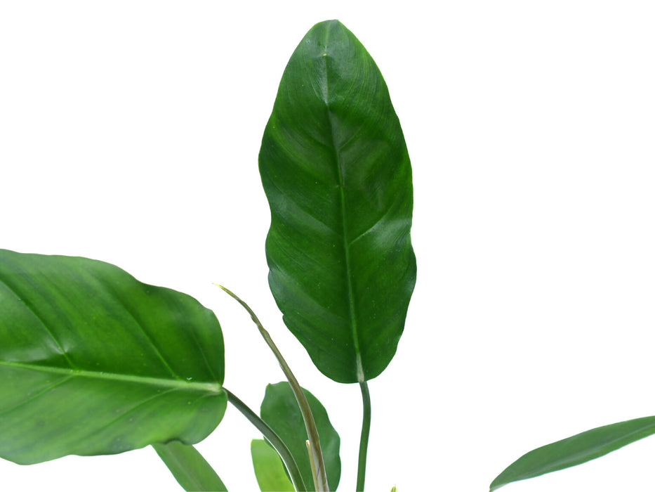 Philodendron esmeraldense x Philodendron tortum