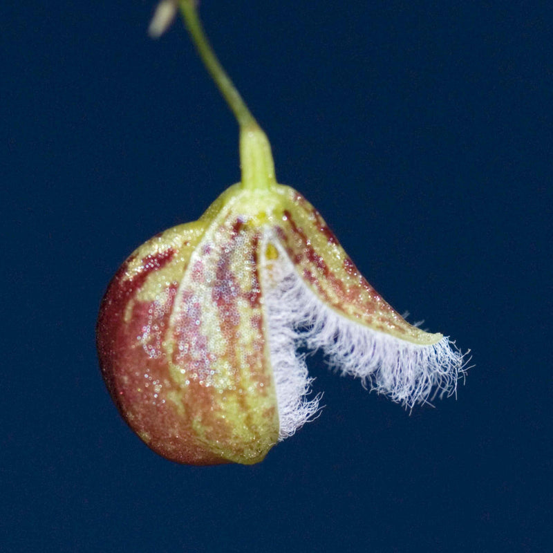 Pleurothallis cypripedioides