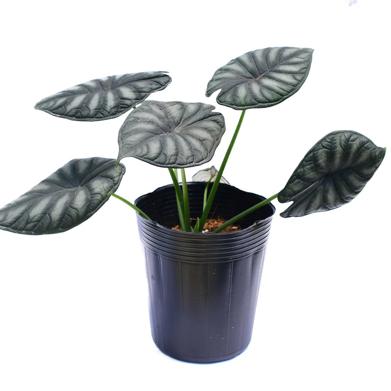 Alocasia Dragon Scale