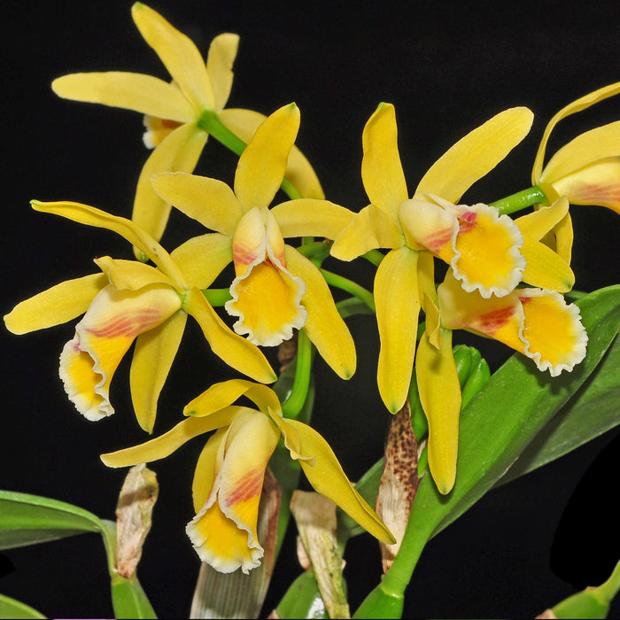 Cattleya luteola