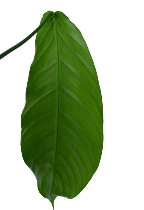 Philodendron fibrillosum