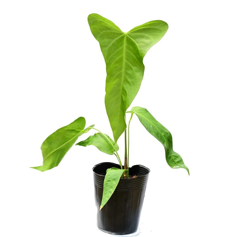 Anthurium Yasuni Heart x Anthurium warocqueanum 'Fantasy'