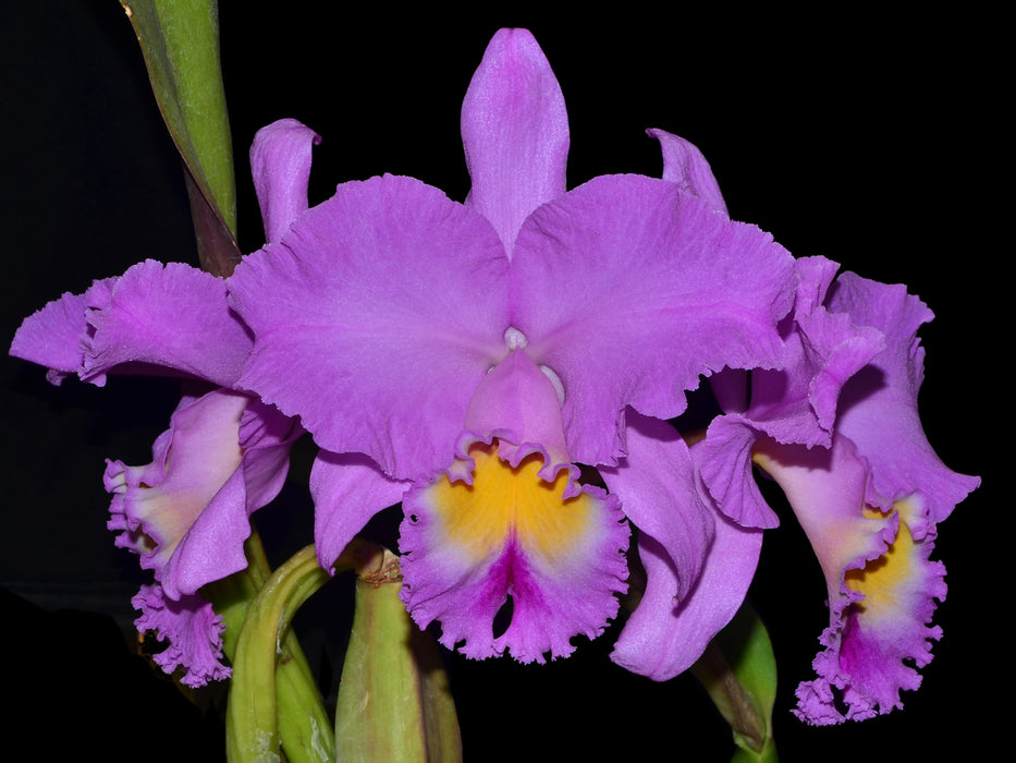 Brassolaeliocattleya Strong Men