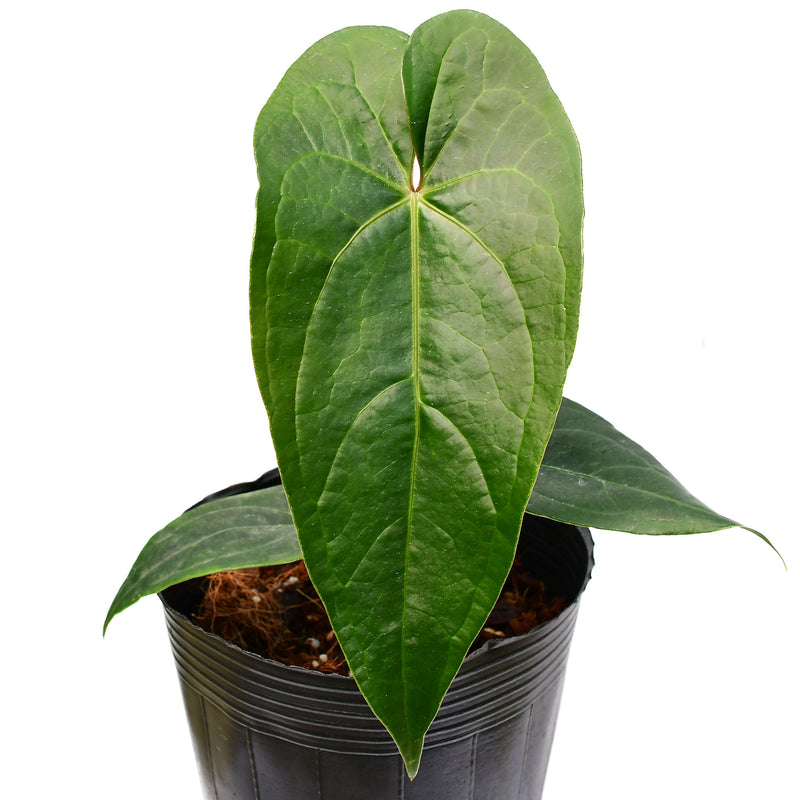 Anthurium magnificum x Anthurium draconopterum 'Camaniense'