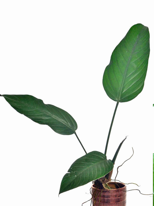 Philodendron asplundii