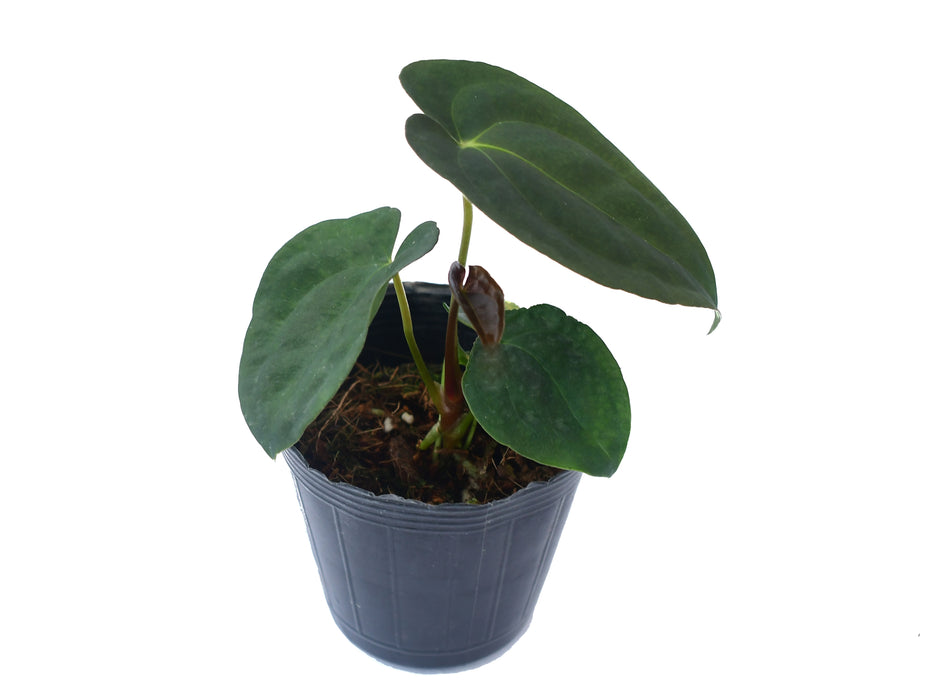 Anthurium papillilaminum (seedling)