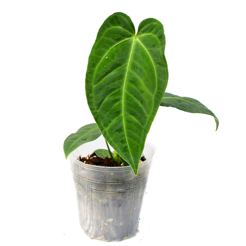 Anthurium Jungle Kingdom